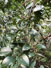 Rhamnus formosana