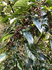 Rhamnus formosana