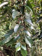 Rhamnus formosana