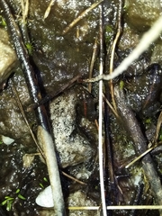 Poyntonia paludicola