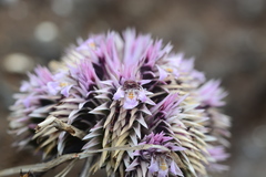 Lepidagathis trinervis