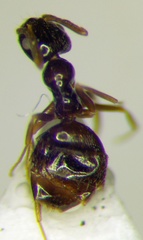 Plagiolepis pallescens