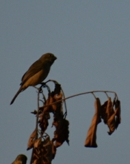 Sporophila minuta