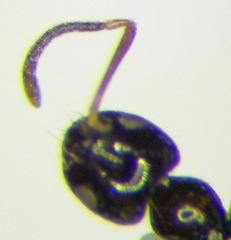 Plagiolepis pallescens