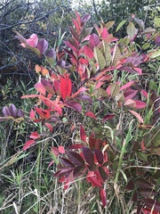 Toxicodendron vernix