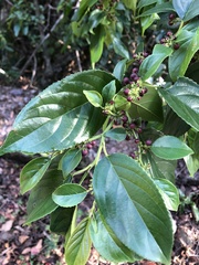 Rhamnus formosana