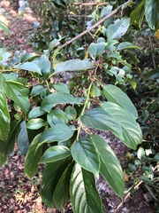 Rhamnus formosana