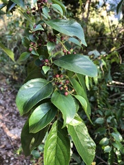 Rhamnus formosana