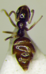 Plagiolepis pallescens