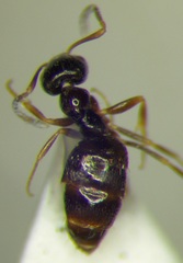 Plagiolepis pallescens
