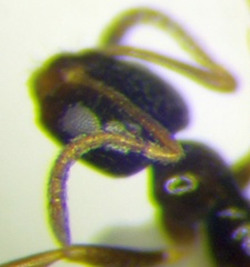 Plagiolepis pallescens