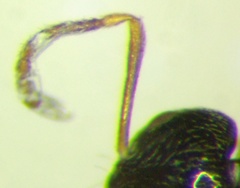 Plagiolepis pallescens