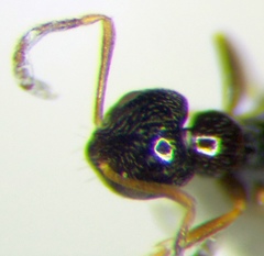 Plagiolepis pallescens