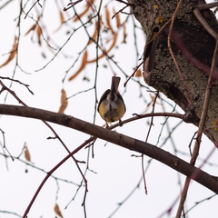 Cyanistes caeruleus