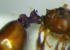 Tetramorium ferox