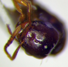 Tetramorium ferox