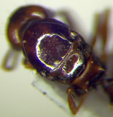 Tetramorium ferox