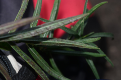 Lepidagathis trinervis