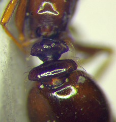 Tetramorium ferox