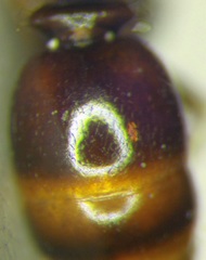 Tetramorium ferox