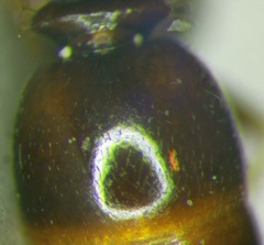 Tetramorium ferox