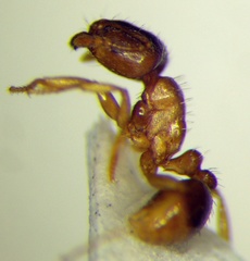 Tetramorium ferox