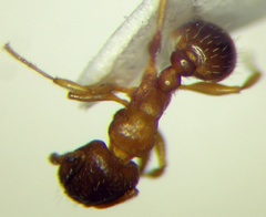 Tetramorium ferox