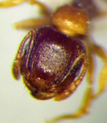 Tetramorium ferox