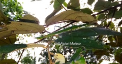 Platycrana viridana