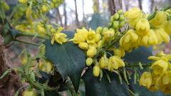 Berberis