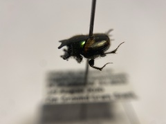 Onthophagus concinnus