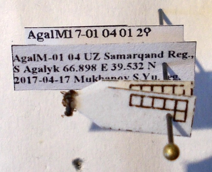 Tetramorium striativentre