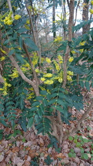 Berberis