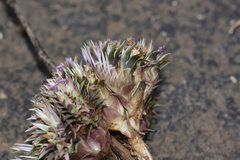 Lepidagathis trinervis