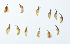 Lepidagathis trinervis