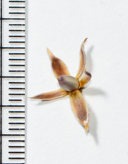 Lepidagathis trinervis