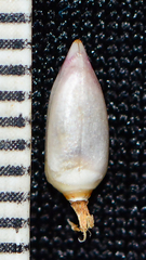 Lepidagathis trinervis