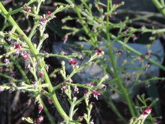 Scrophularia canina canina