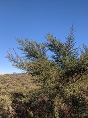 Ceanothus thyrsiflorus thyrsiflorus