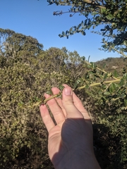 Ceanothus thyrsiflorus thyrsiflorus