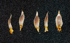 Lepidagathis trinervis