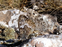 Hipparchia pellucida