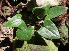 Asarum caudigerum