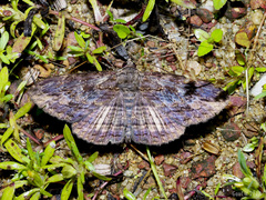 Anisoneura salebrosa