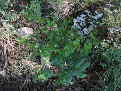 Smyrnium perfoliatum perfoliatum