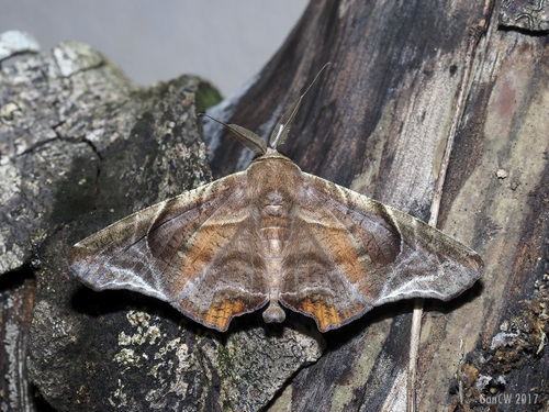 Episparis tortuosalis Moore, 1867