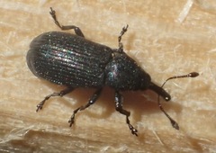 Magdalis alutacea