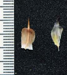 Lepidagathis trinervis