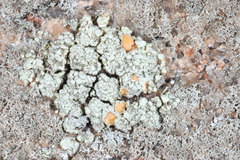 Rhizoplaca subdiscrepans