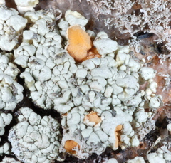 Rhizoplaca subdiscrepans